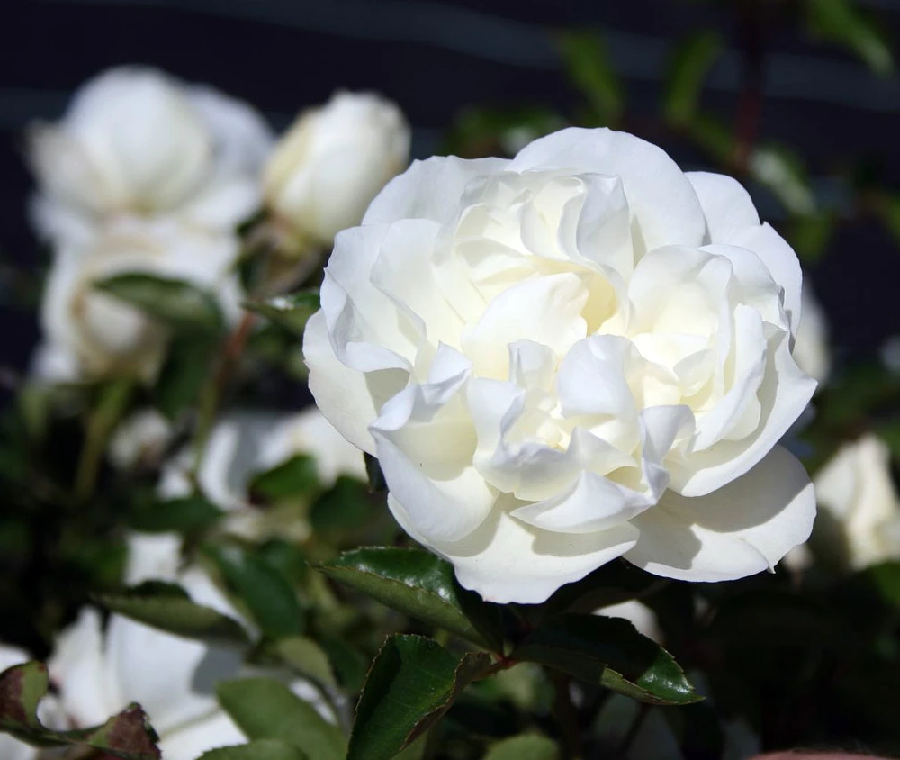 White Meidiland Shrub Rose - Repeat Bloomer/Very Hardy - 4" pot