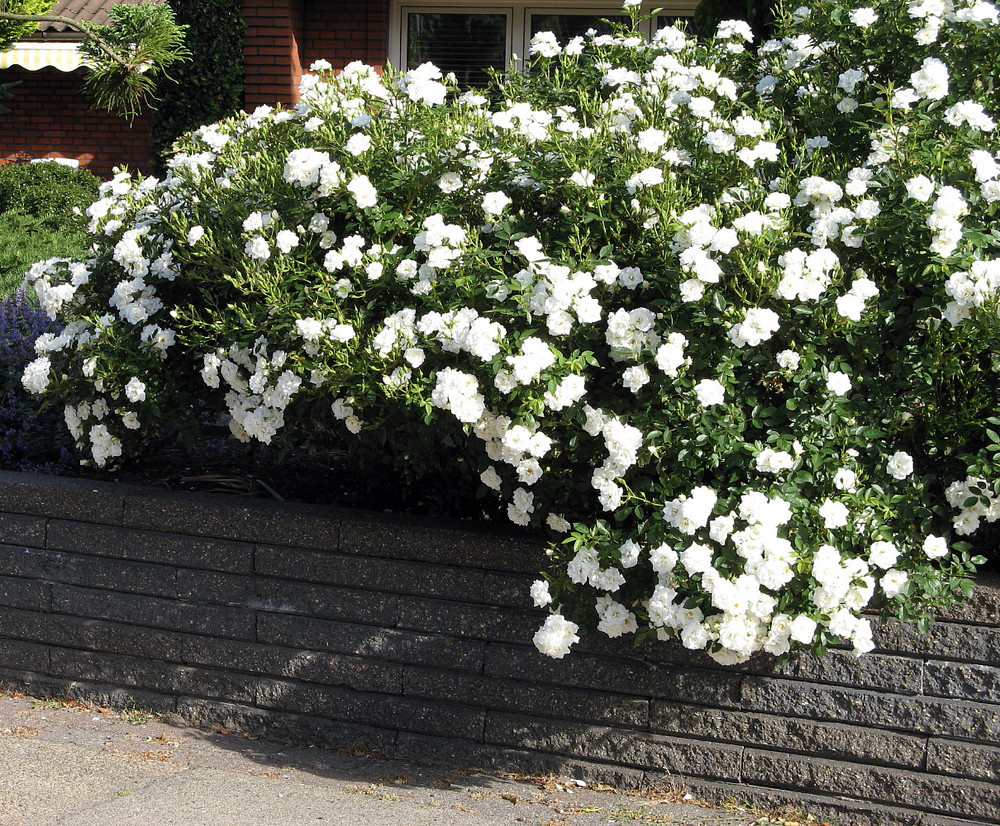White Meidiland Shrub Rose - Repeat Bloomer/Very Hardy - 4" pot