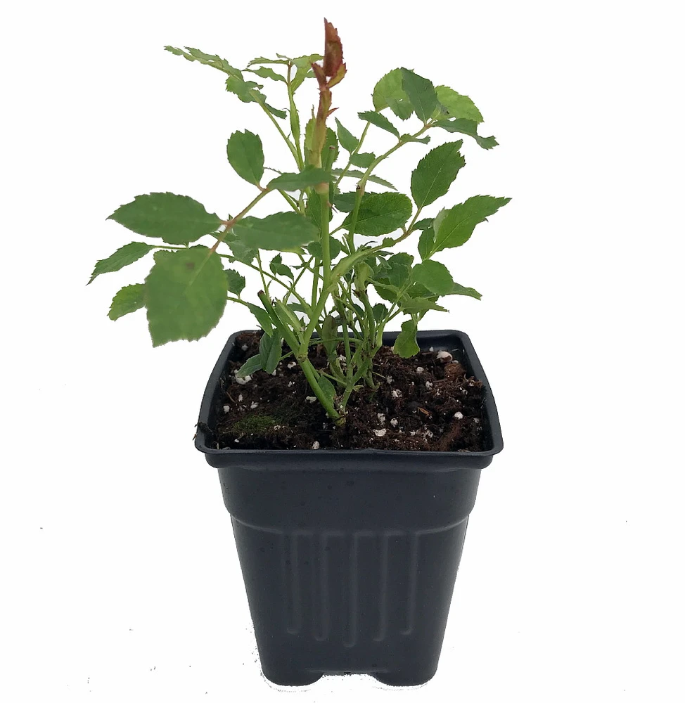 White Meidiland Shrub Rose - Repeat Bloomer/Very Hardy - 4" pot