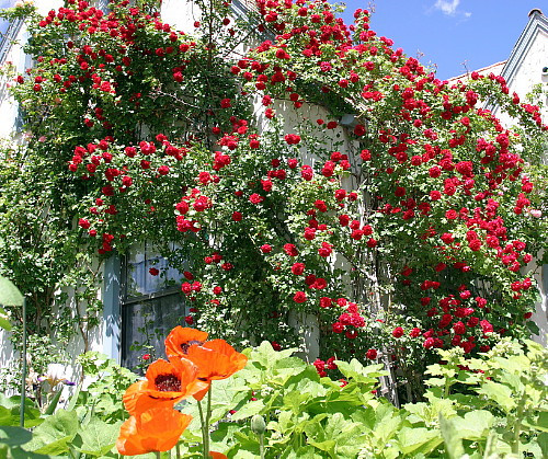 Climbing Blaze Rose - 4" Pot - Scarlet-Red Double Flowers
