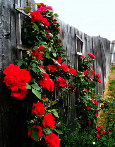 Climbing Blaze Rose - 4" Pot - Scarlet-Red Double Flowers