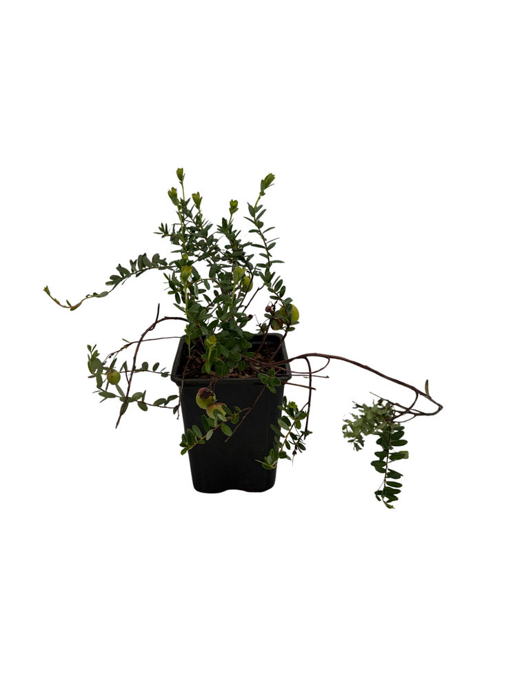 American Pilgrim Cranberry Bush -  3.25" Pot - Great Groundcover - Delicious