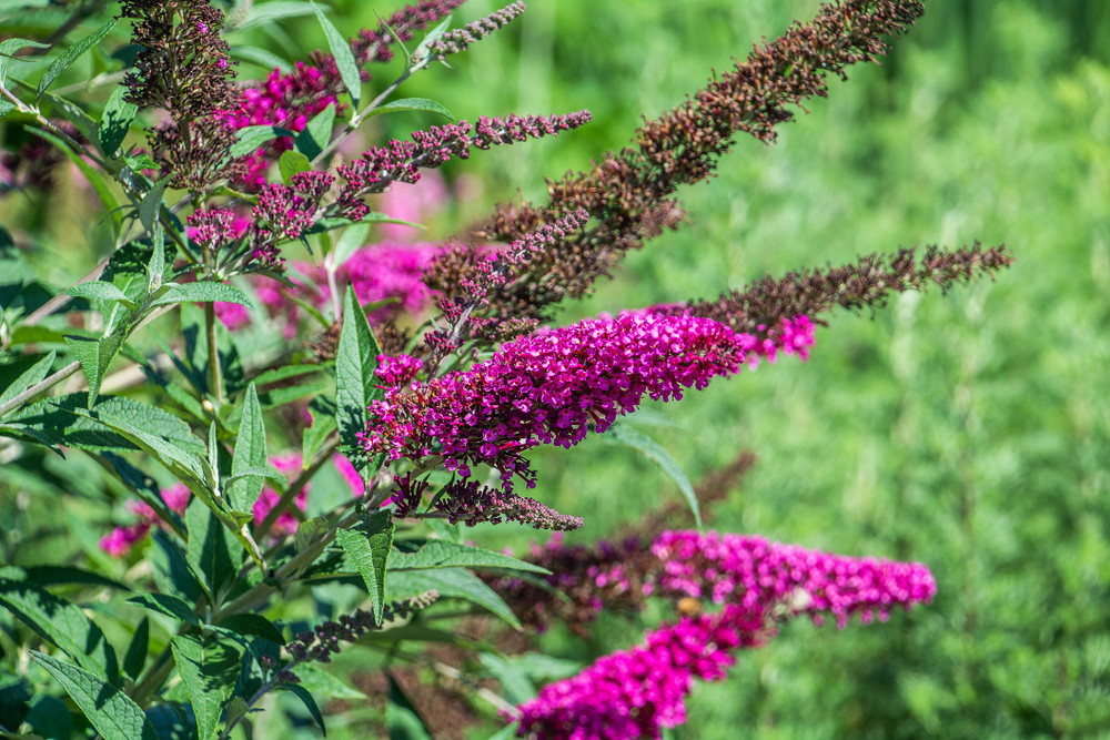 BUZZ™ Velvet Butterfly Bush - Gallon Pot -Compact/Short - Heavy Blooms - Buddleia