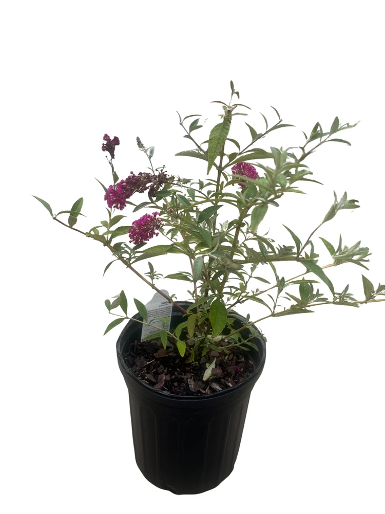 BUZZ Velvet Butterfly Bush - Gallon Pot -Compact/Short - Heavy Blooms - Buddleia
