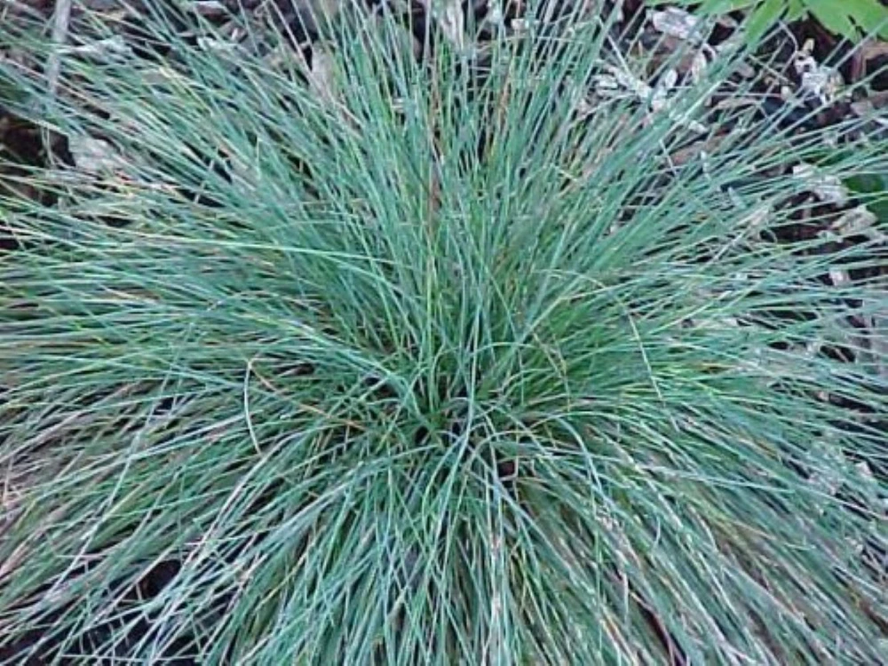 Elijah Blue Fescue Grass - Gallon Pot - Hardy - Festuca glauca