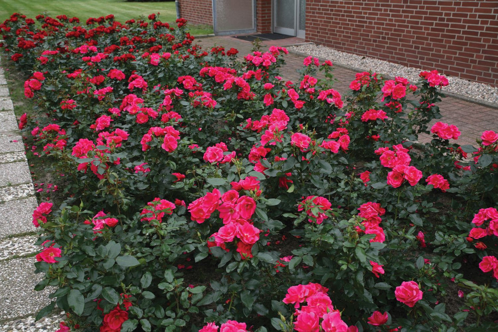 Flamingo Kolorscape Shrub Rose - Repeat Bloomer/Very Hardy - 4" pot