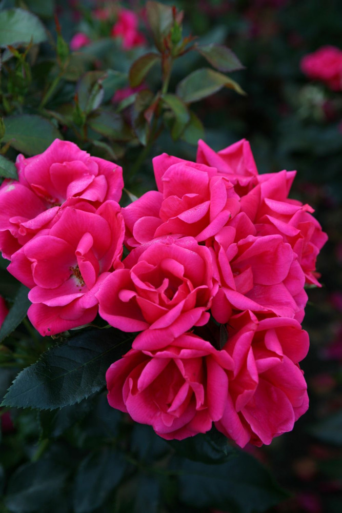 Flamingo Kolorscape Shrub Rose - Repeat Bloomer/Very Hardy - 4" pot