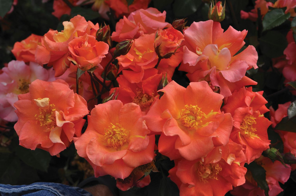 Firecracker Kolorscape Shrub Rose - Repeat Bloomer/Very Hardy - 4" pot