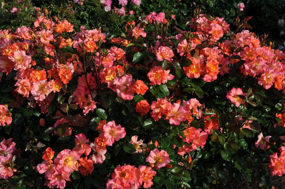 Firecracker Kolorscape Shrub Rose - Repeat Bloomer/Very Hardy - 4" pot
