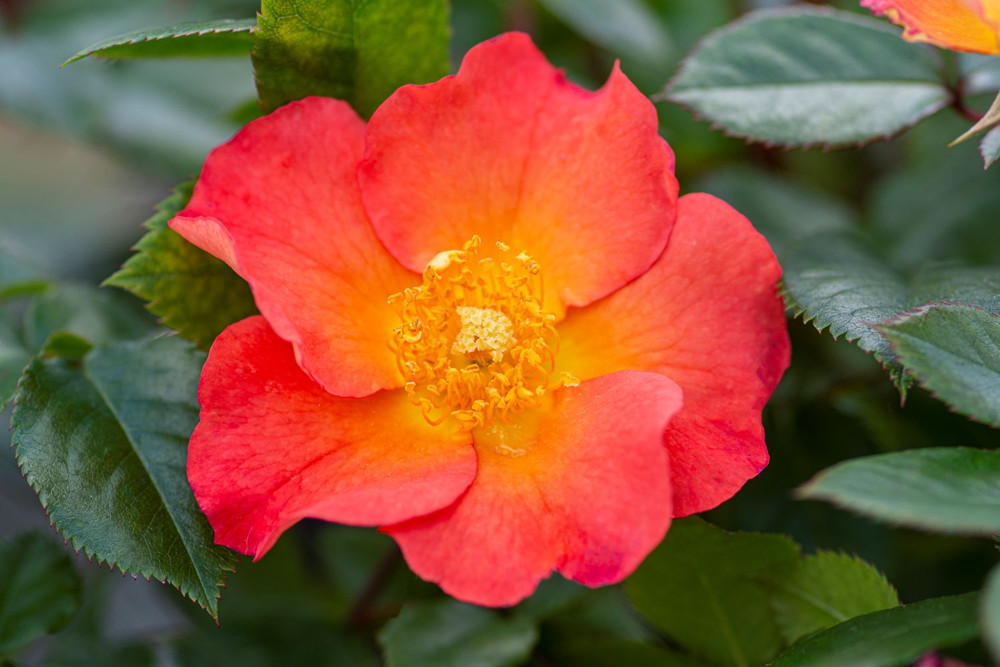 Firecracker Kolorscape Shrub Rose - Repeat Bloomer/Very Hardy - 4" pot