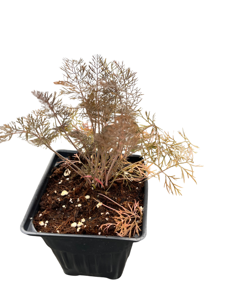 Bronze Fennel - 4" Pot - Perennial Herb - Live Plant