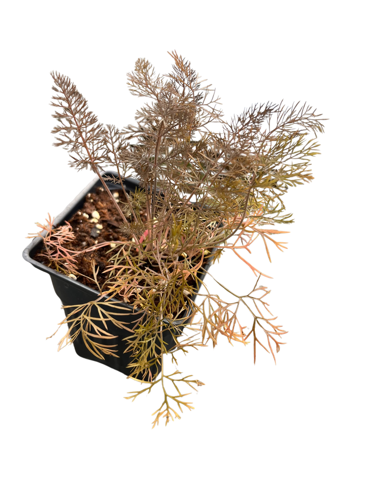 Bronze Fennel - 4" Pot - Perennial Herb - Live Plant