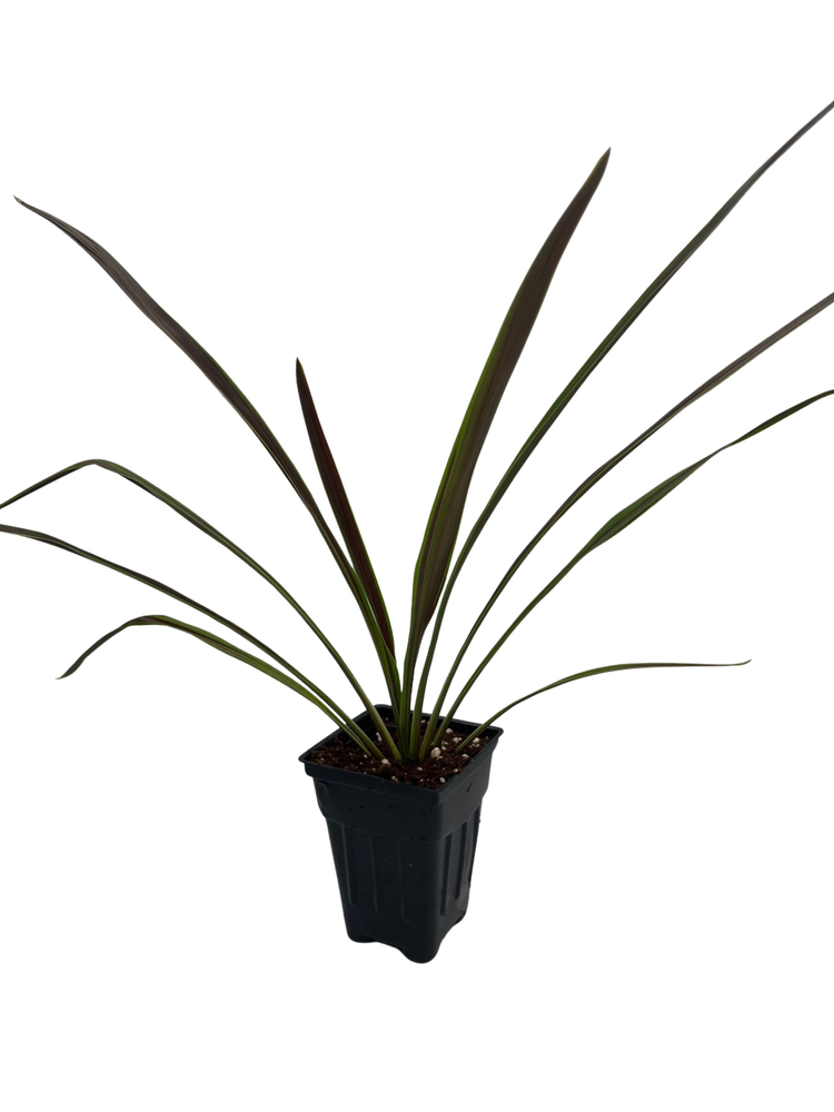 Chocolate Mint Cordyline Plant- Swordlike Leaves -2.5" Pot- Indoors/Out