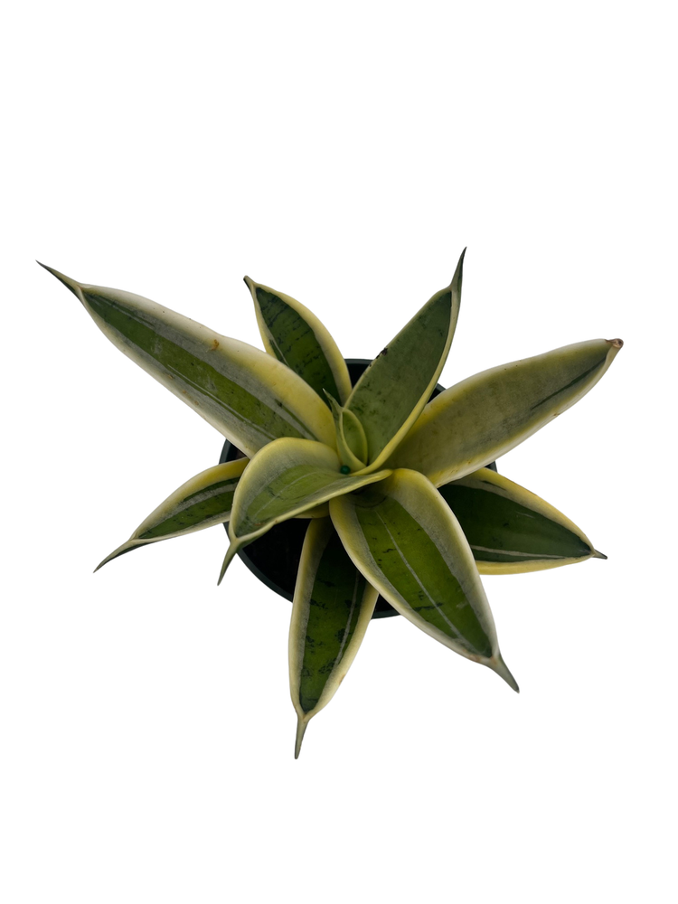 Marble Star Snake Plant - Sansevieria - 4" Pot