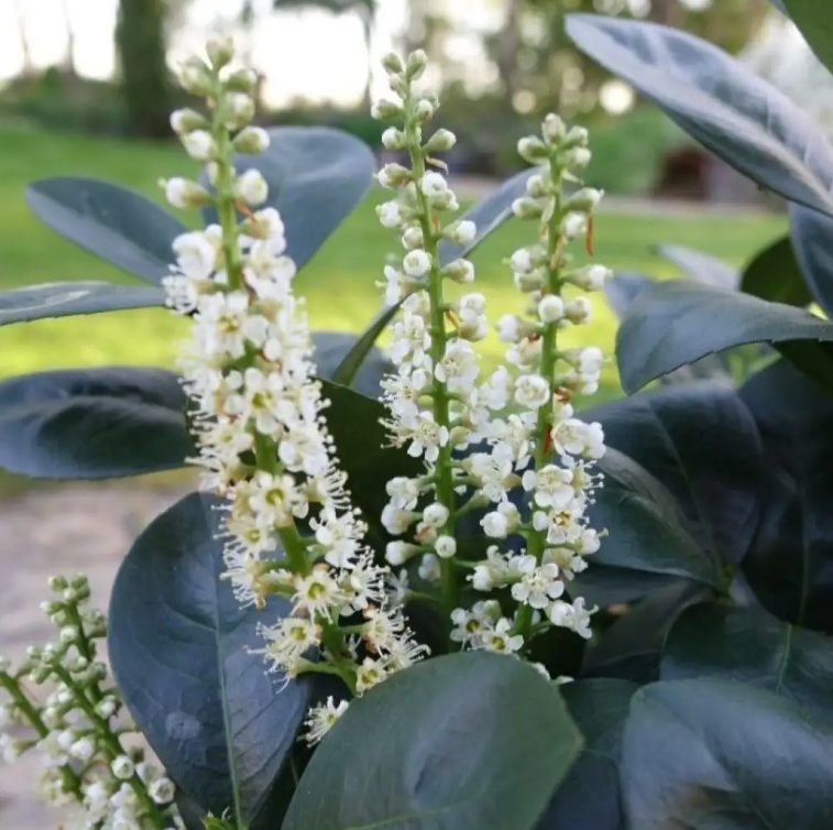 Jade Turtle™ Cherry Laurel - 4" pot - Prunus Laurocerasus