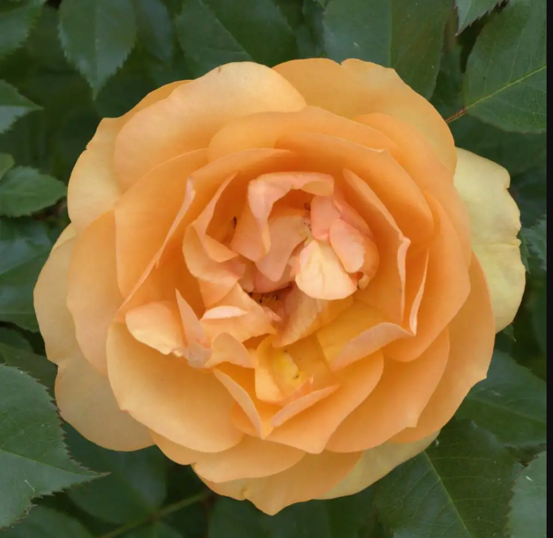 Reminiscent® Ginger - Garden Rose - Proven Winners - 4" Pot