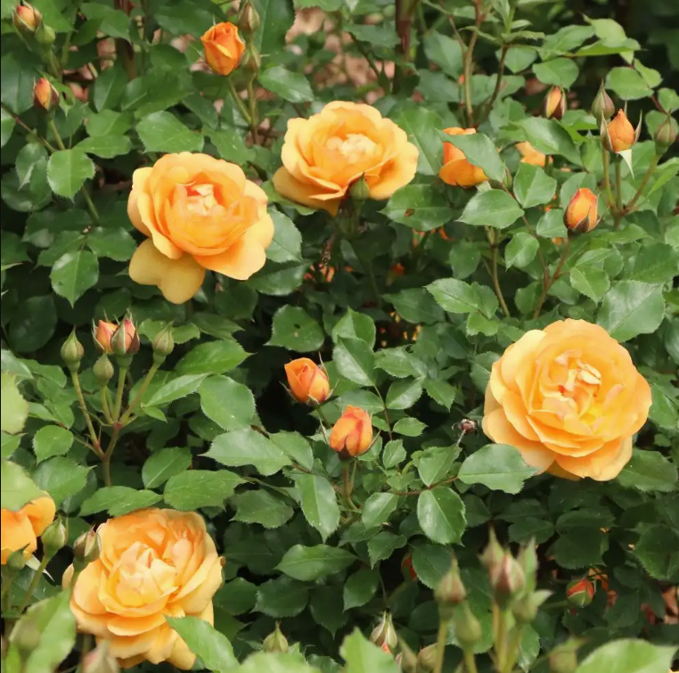 Reminiscent® Ginger - Garden Rose - Proven Winners - 4" Pot