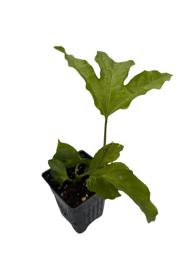 Bounty Passion Flower - Passiflora - Indoors/Out! - 4" Pot