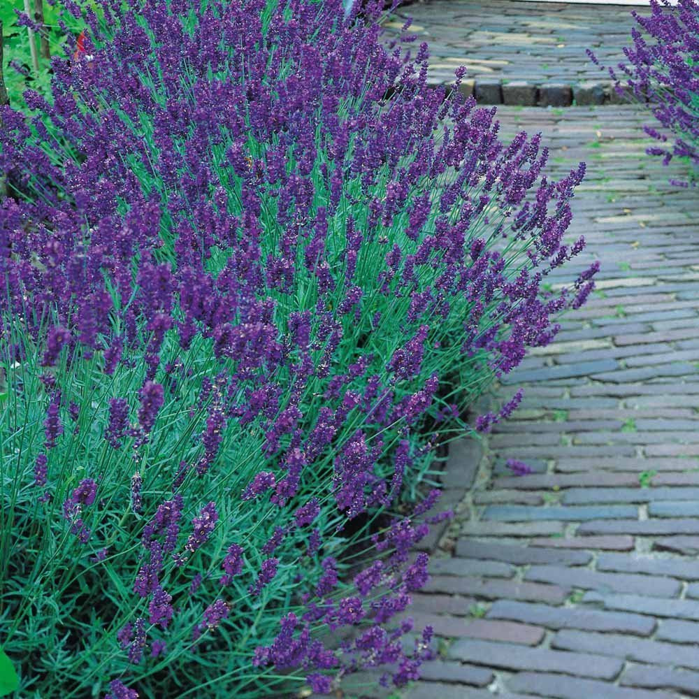Munstead Lavender Herb - Perennial -  3" Pot - Live Plant