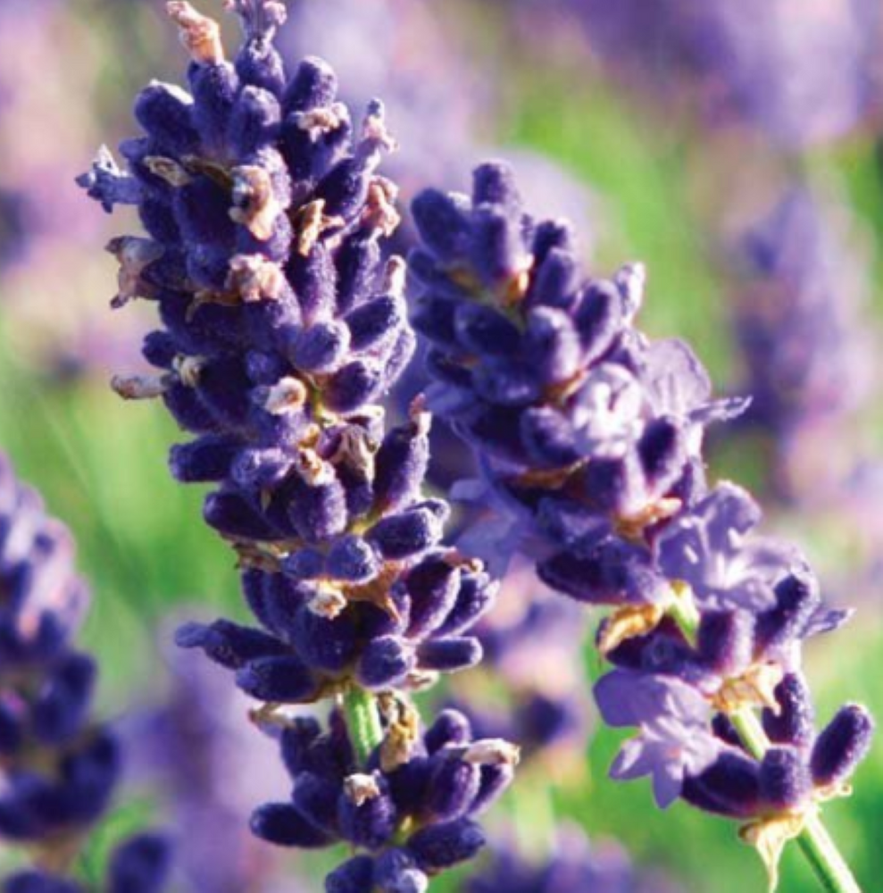 Munstead Lavender Herb - Perennial -  3" Pot - Live Plant