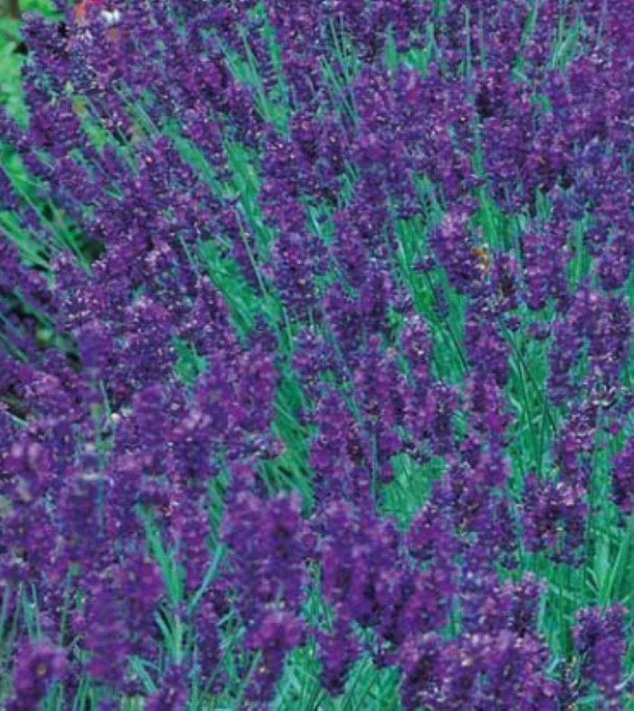 Munstead Lavender Herb - Perennial -  3" Pot - Live Plant