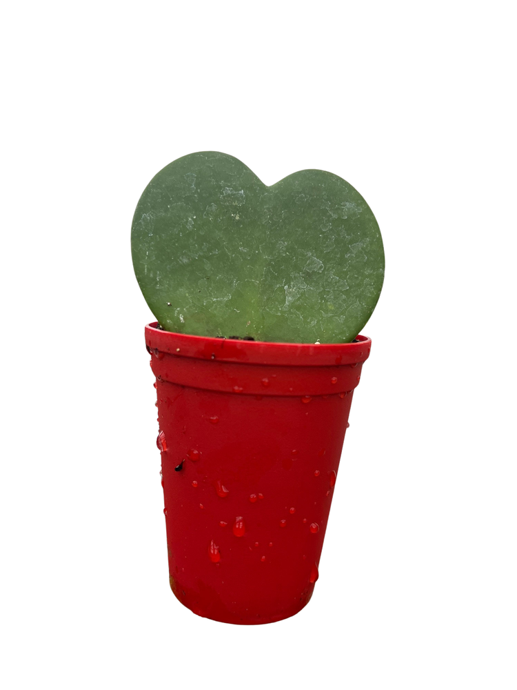 Hoya Heart in Red Plastic Pot - Waxplant - Hoya kerri -2.5" Pot