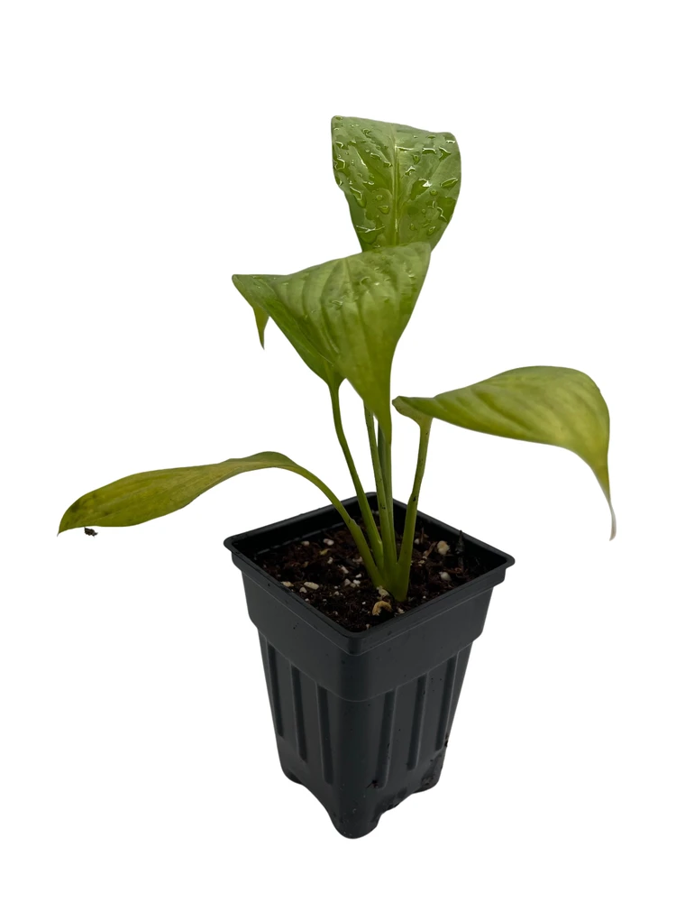 Super Petite Peace Lily Plant - 2.5" Pot - Spathyphyllium - Great House Plant