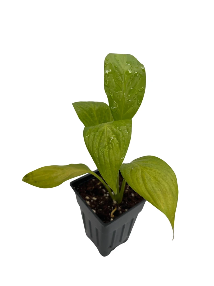 Super Petite Peace Lily Plant - 2.5" Pot - Spathyphyllium - Great House Plant