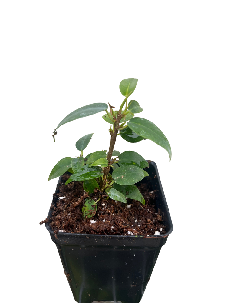 Spire Columnar Weeping Fig Tree - 2.5" Pot - Ficus benjamina