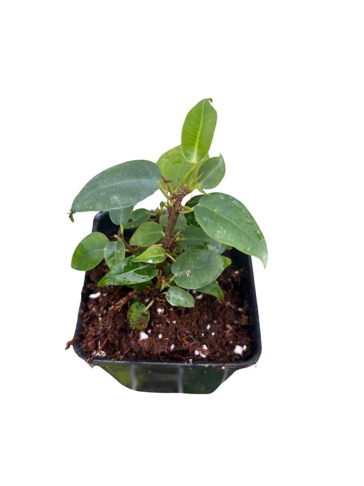 Spire Columnar Weeping Fig Tree - 2.5" Pot - Ficus benjamina