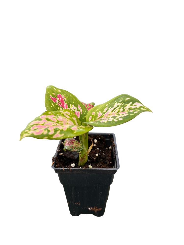 Red Valentine Chinese Evergreen Plant - 2.5" Pot - Aglaonema - Grows in Dim Light