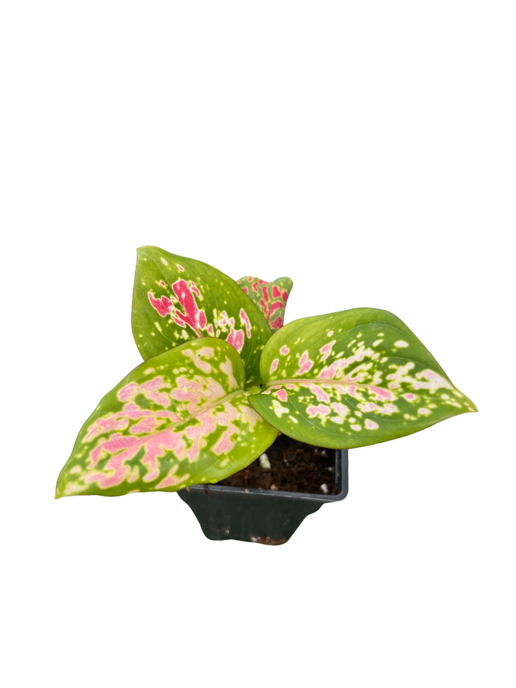 Red Valentine Chinese Evergreen Plant - 2.5" Pot - Aglaonema - Grows in Dim Light