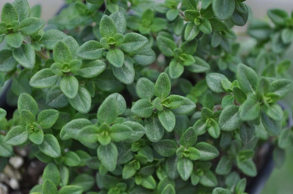 Lemon Thyme Plant - 3" Pot - Smells Like Lemon/Tastes Like Lemon