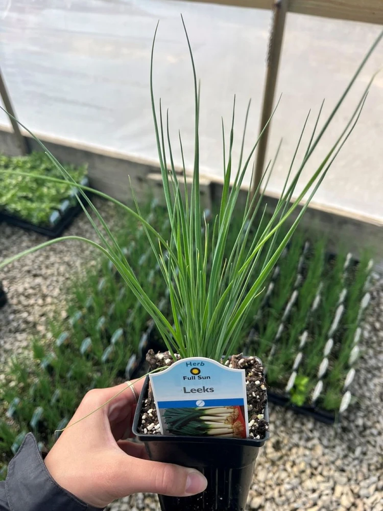 Leeks - Allium ampeloprasum - Herb - 3" Pot
