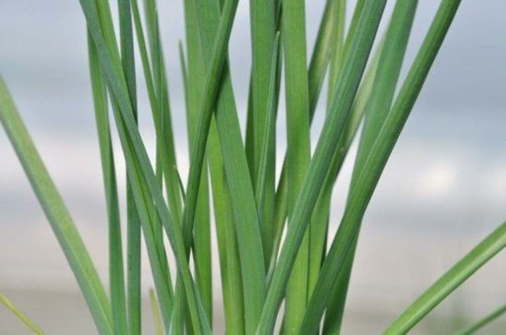 Leeks - Allium ampeloprasum - Herb - 3" Pot