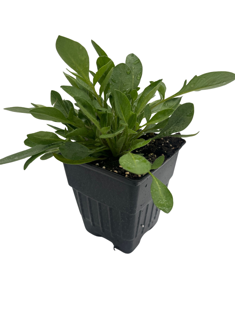 Li'l Bang Darling Clementine Coreopsis Plant - Tickseed - Perennial - Quart Pot