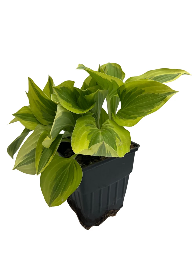 Pilgrim Hosta - Plantain Lily - Perennial - Quart Pot