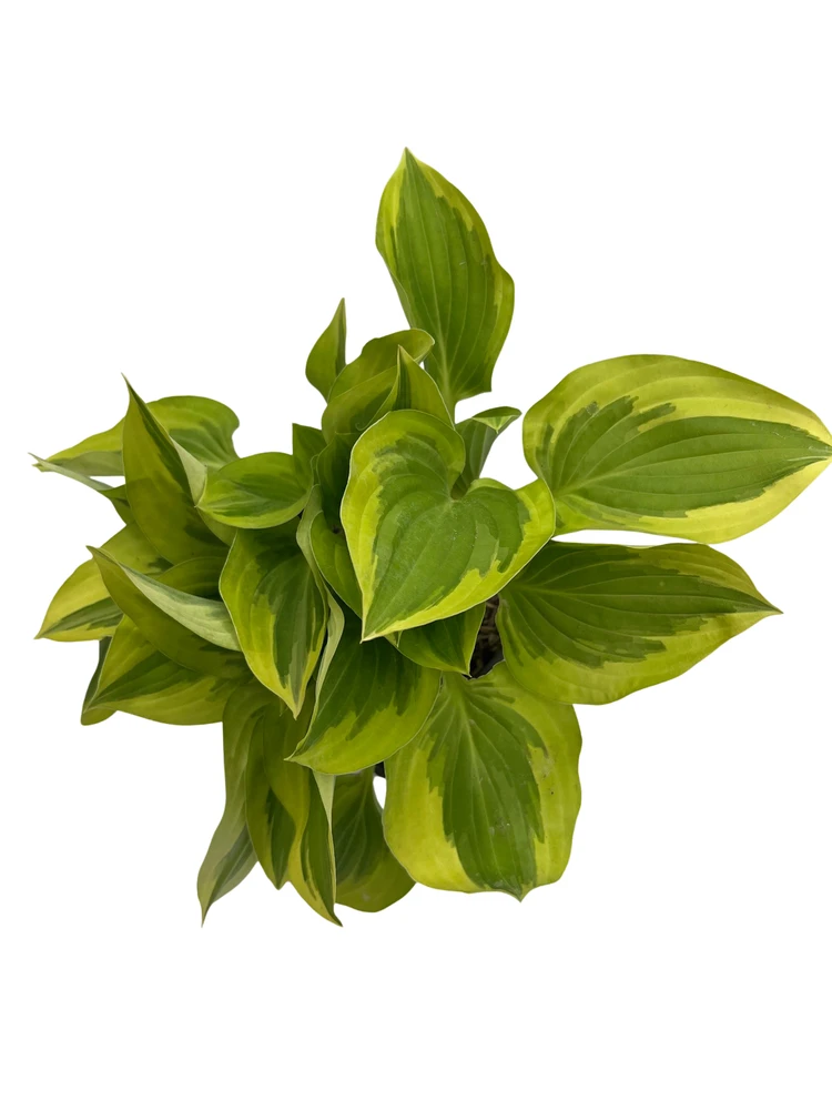 Pilgrim Hosta - Plantain Lily - Perennial - Quart Pot