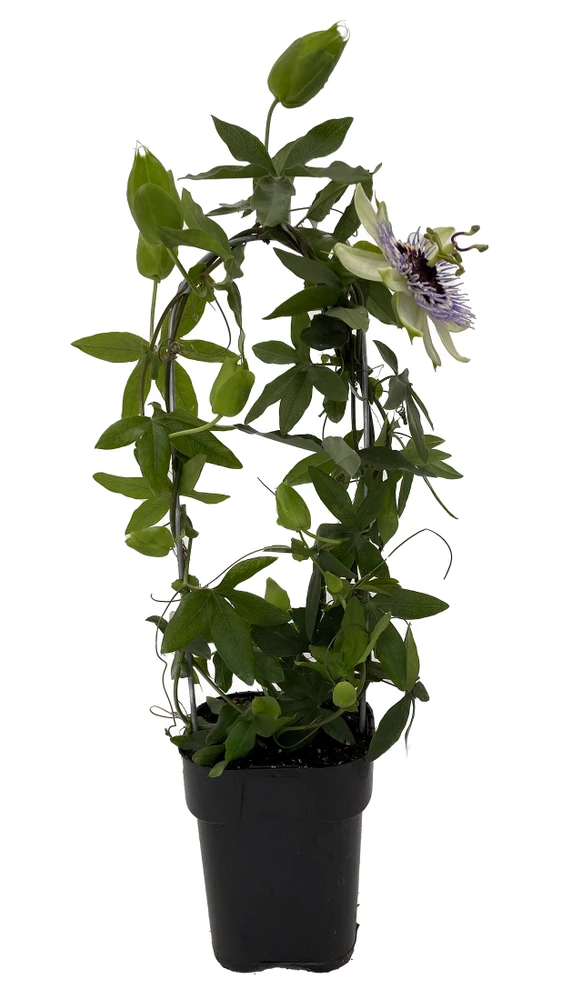 Clear Sky Passion Vine Plant on Trellis - 5" Pot - Passiflora