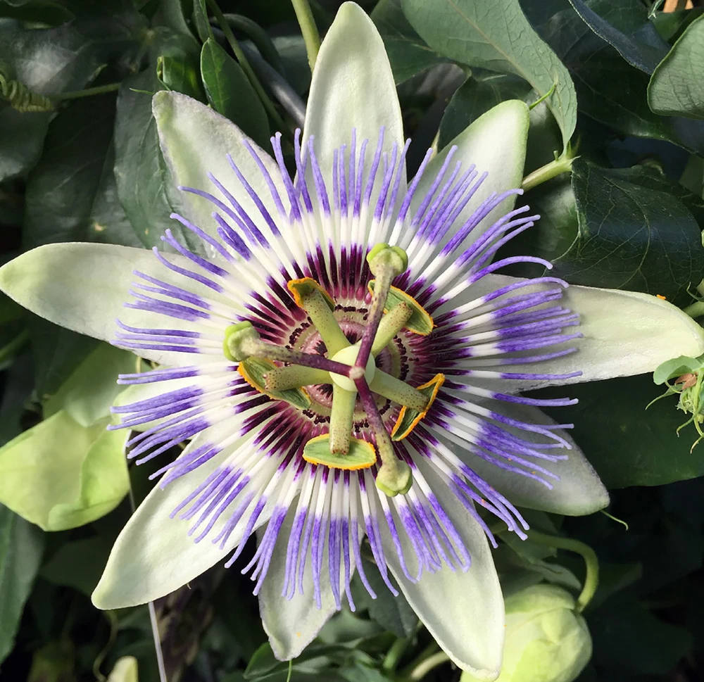 Clear Sky Passion Vine Plant on Trellis - 5" Pot - Passiflora