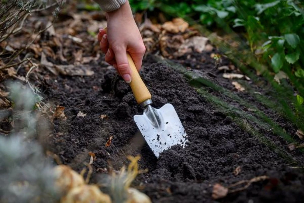 Hidcote Blue Lavender Herb - Calming - 4" Pot