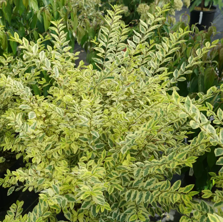 GOOD VIBRATIONS® Privet - 4" pot - Ligustrum ovalifolium - Proven Winners