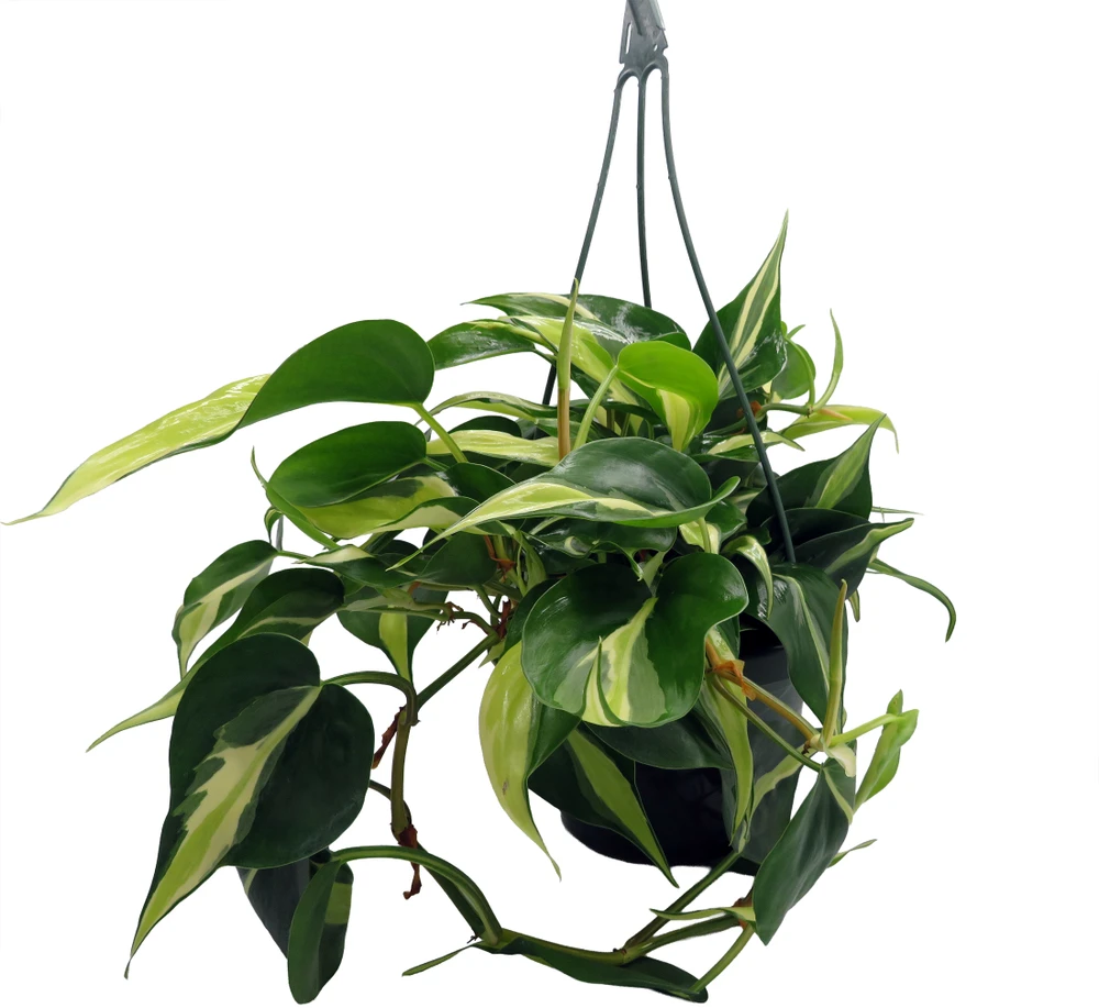 Rare Exotic Silver Stripe Philodendron 6" Hanging Basket- Low Light - Easy