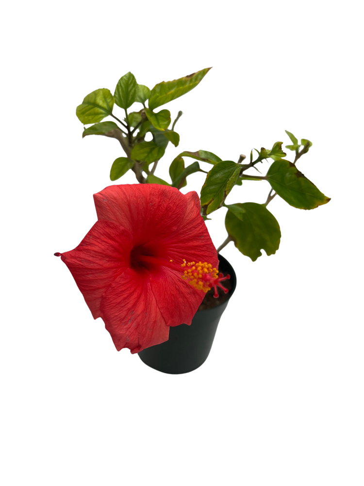 Brilliant Hibiscus Plant - Red Blooms - 4" Pot