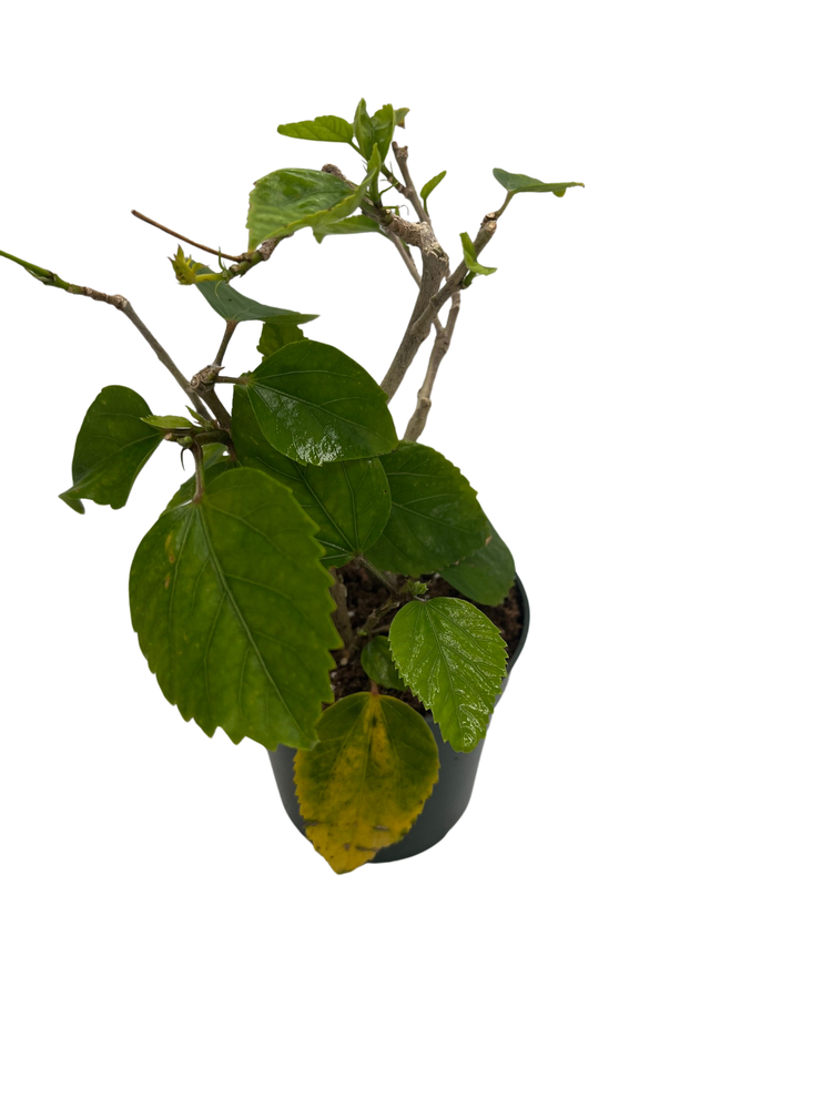 Brilliant Hibiscus Plant - Red Blooms - 4" Pot