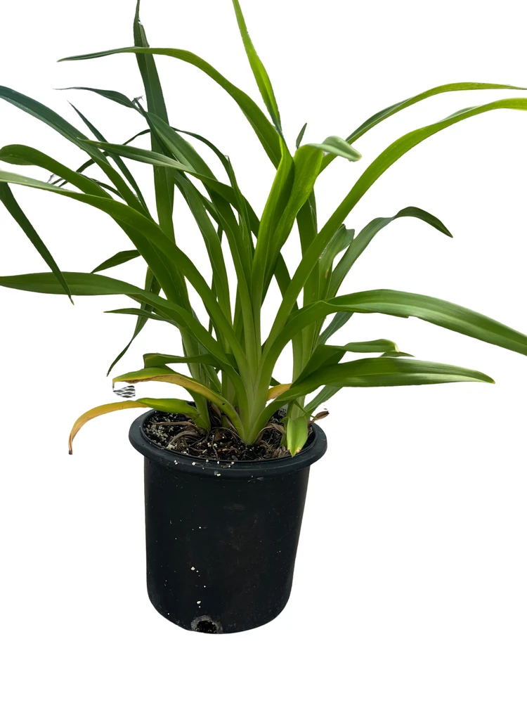 Born to Run Daylily - Hemerocallis - Perennial - Gallon Pot