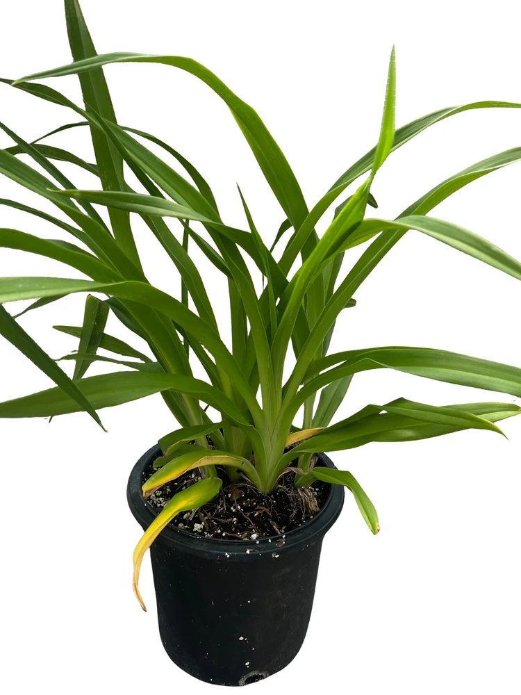 Born to Run Daylily - Hemerocallis - Perennial - Gallon Pot
