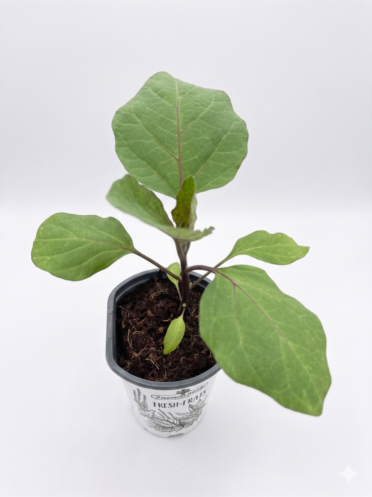 Organic Asian Long Eggplant Plant - 4" Pot - No GMOs
