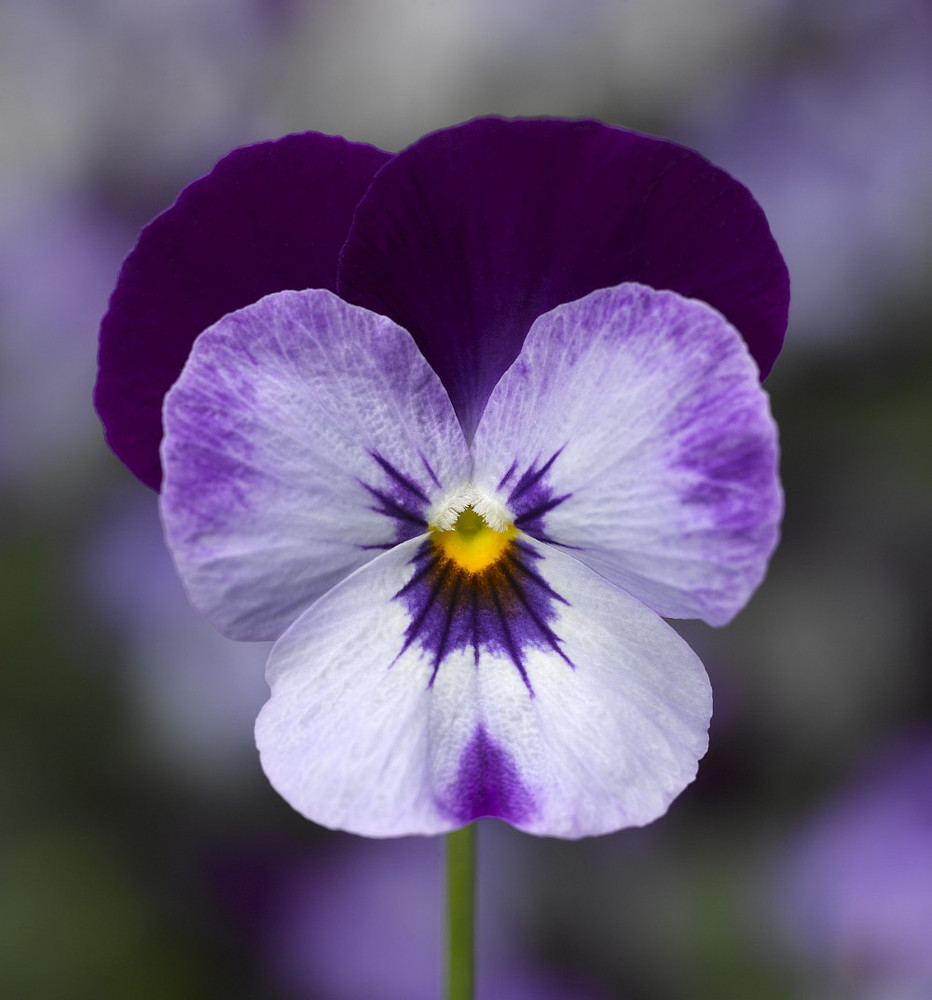 Penny Denim Jump Up Violet - Quart Pot - Viola -  Perennial