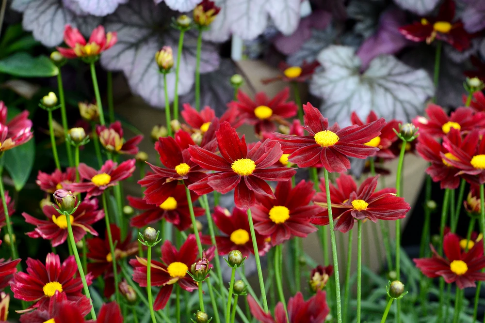 LI'L BANG Red Elf Coreopsis - Tickseed -  Quart Pot - Perennial Plant